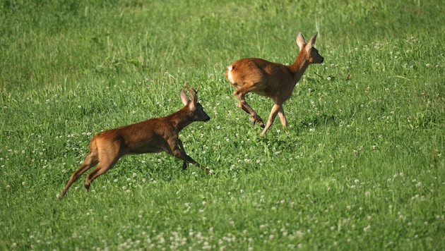 Sie sind flink, doch auf der Straße bleiben Rehe oft wie angewurzelt stehen.