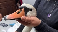 Der Schwan war nicht mehr zu retten.