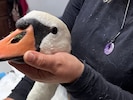 Der Schwan war nicht mehr zu retten.