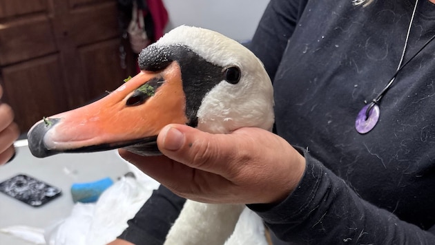 Der Schwan war nicht mehr zu retten.