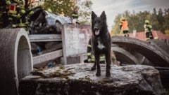Nach einem angenommenen Brückeneinsturz unterstützte ein Rettungshund die Suche nach Vermissten ...