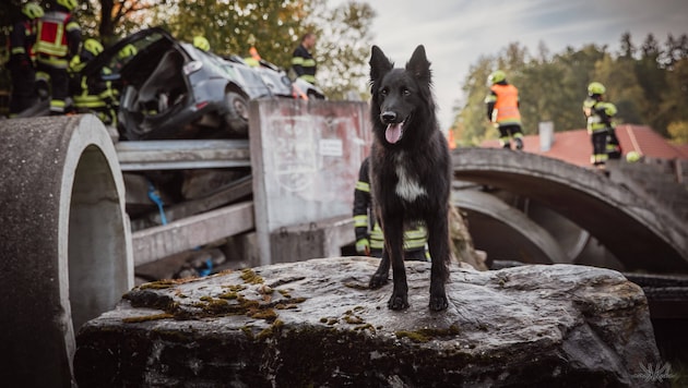 Nach einem angenommenen Brückeneinsturz unterstützte ein Rettungshund die Suche nach Vermissten ...