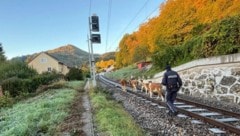 Vier der elf Tiere schafften es bis auf die Gleise zu kommen.