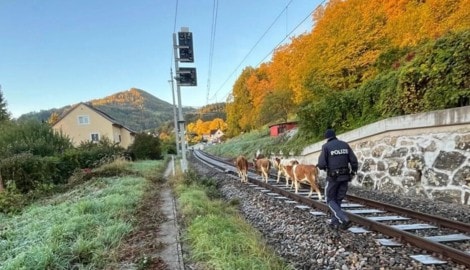 Vier der elf Tiere schafften es bis auf die Gleise zu kommen.