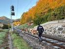 Vier der elf Tiere schafften es bis auf die Gleise zu kommen.