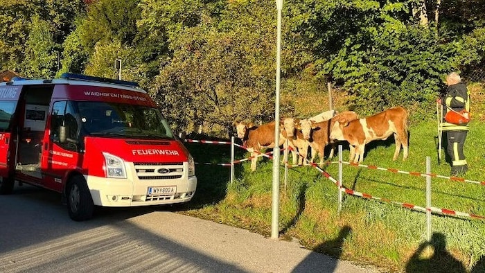 Vier der Tiere konnten am Rande der Gleise erst einmal eingefangen werden. Weitere waren noch ...
