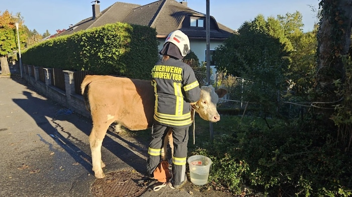 In einer Siedlung im Waldgebiet konnte ein weiteres Tier gefangen werden. Ein besonders ...