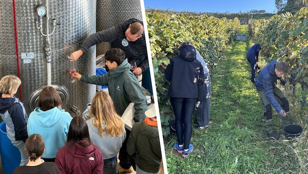 Mit viel Einsatz und Freude halfen die Schüler der 4 HLTb bei der Weinlese im Burgenland und ...