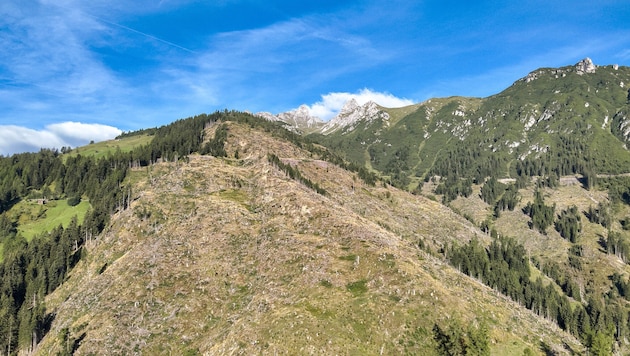 Tirols Bezirke weisen einen Waldanteil von 29 bis 56 Prozent auf, davon sind bis zu 83 Prozent ...