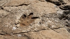Eien Dinosaurier-Fußspur auf der Insel Veliki Brijun – nicht weit davon entfernt fanden die ...