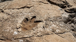 Eien Dinosaurier-Fußspur auf der Insel Veliki Brijun – nicht weit davon entfernt fanden die ...