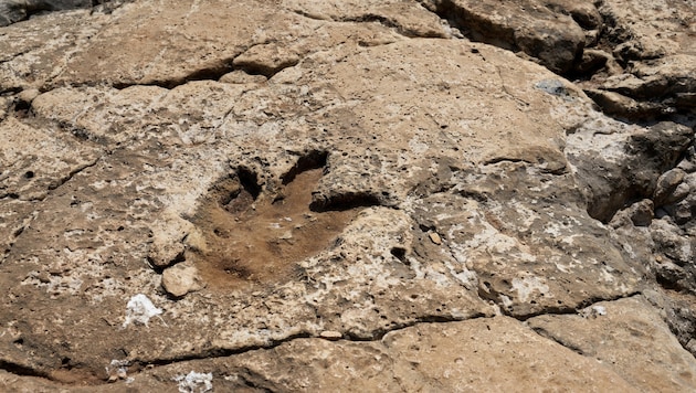 Eien Dinosaurier-Fußspur auf der Insel Veliki Brijun – nicht weit davon entfernt fanden die ...
