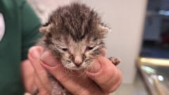 Das war eines der beiden Katzenwinzlinge kurz nach der Rettung. Noch ist keines der beiden ...