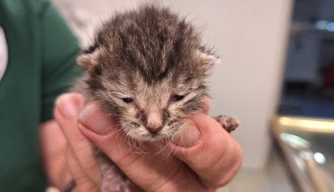 Das war eines der beiden Katzenwinzlinge kurz nach der Rettung. Noch ist keines der beiden ...