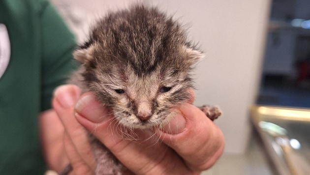 Das war eines der beiden Katzenwinzlinge kurz nach der Rettung. Noch ist keines der beiden ...