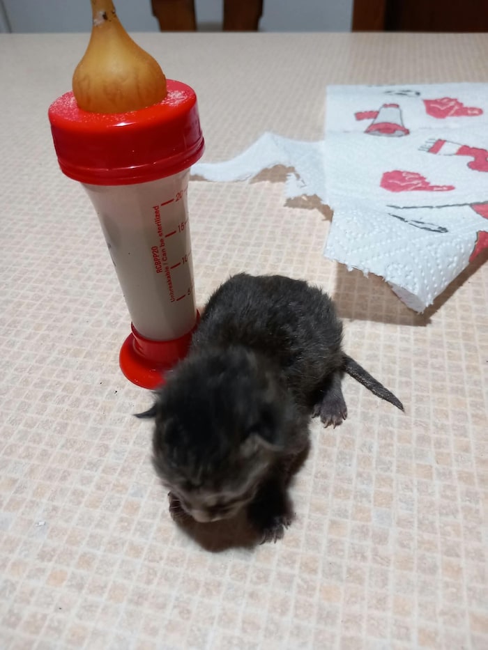 So ein winziges bisschen Leben! Die Tiere wären todgeweiht, gäbe es nicht Menschen wie Susanne ...