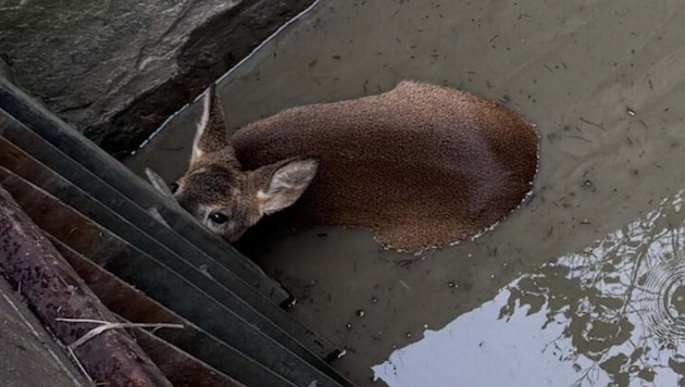 Glück im Unglück: Die Florianis befreiten das hilflose Wildtier und übergaben es anschließend ...