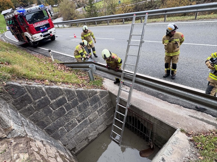 Ein Reh saß in einem Schacht neben der Großarler Landesstraße fest. Die Feuerwehr rückte zur ...