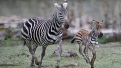 Steppenzebra-Mama „Wineke“ mit ihrem gestreiften Baby „Akira“.