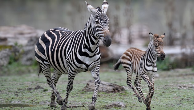 Steppenzebra-Mama „Wineke“ mit ihrem gestreiften Baby „Akira“.