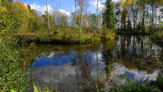 Tradition: In den mehr als 2000 Waldviertler Teichen wachsen seit Jahrhunderten immer wieder ...