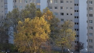 Die meisten Großfamilien leben in Wien. (Symbolbild)
