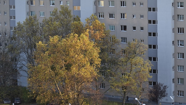 Die meisten Großfamilien leben in Wien. (Symbolbild)