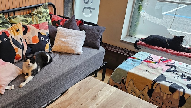Die Samtpfoten liegen im Katzencafé am Sofa oder im Schaufenster zur Straße.