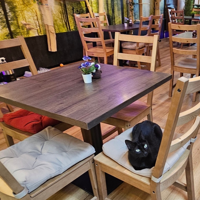 Die Katzen sind überall zu Hause.