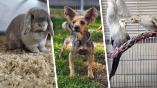 Ob Kaninchen, Hund oder Nymphensittich, sie alle suchen einen schönen Platz zum Leben.