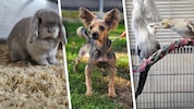 Ob Kaninchen, Hund oder Nymphensittich, sie alle suchen einen schönen Platz zum Leben.
