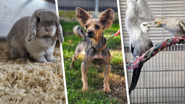 Ob Kaninchen, Hund oder Nymphensittich, sie alle suchen einen schönen Platz zum Leben.