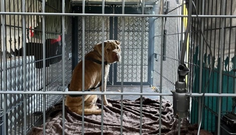 „Barbara“ im Tierrettungsauto der Arche Noah.