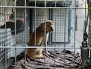 „Barbara“ im Tierrettungsauto der Arche Noah.