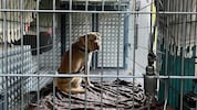 „Barbara“ im Tierrettungsauto der Arche Noah.