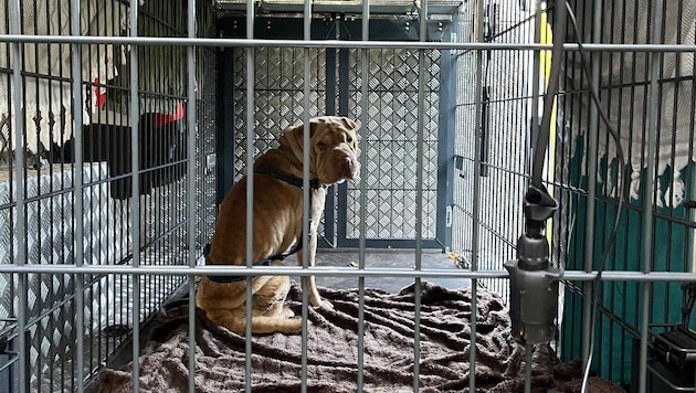 „Barbara“ im Tierrettungsauto der Arche Noah.