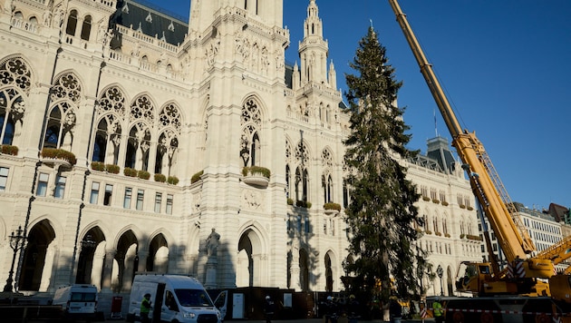 Das ist der heurige Weihnachtsbaum für den Wiener Christkindlmarkt.