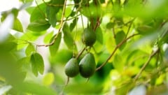 Tropische Sorten der Avocado können mehr als ein Kilo schwer werden – bestimmte Züchtungen ...
