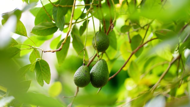 Tropische Sorten der Avocado können mehr als ein Kilo schwer werden – bestimmte Züchtungen ...