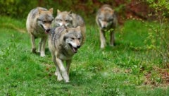 Unklar ist, ob eines oder mehrere Tiere beteiligt waren.
