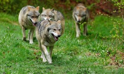 Unklar ist, ob eines oder mehrere Tiere beteiligt waren.