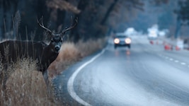 Dass Wild auf der Straße steht, geht ganz plötzlich: Als Fahrzeuglenker muss man vorbereitet ...