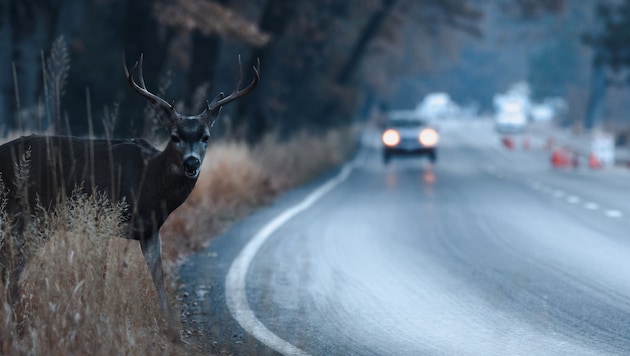 Dass Wild auf der Straße steht, geht ganz plötzlich: Als Fahrzeuglenker muss man vorbereitet ...