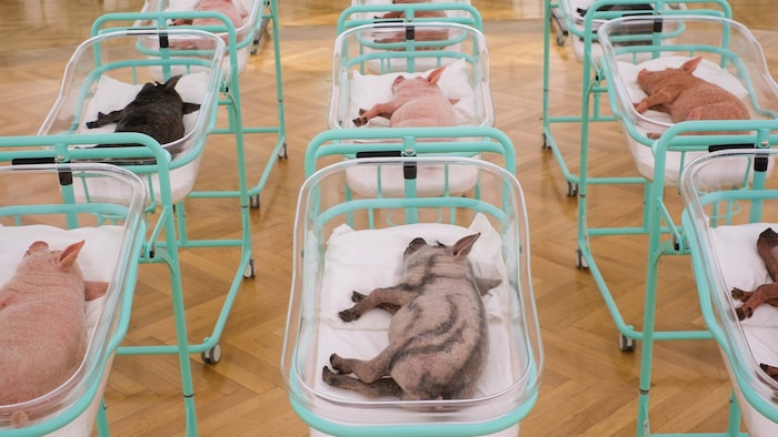 Täuschend echt: „Geburtenstation“ der Ferkel – es handelt sich um Skulpturen aus Silikon.