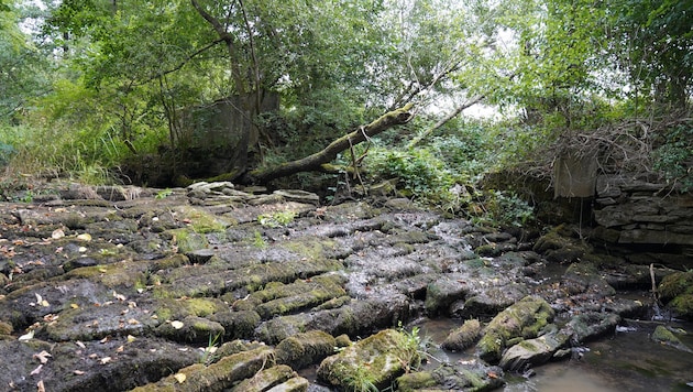 Die Fugnitz ist der wichtigste Zubringer der Thaya im Nationalpark Thayatal.
