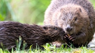 Laut Tierschützern ist der Schutz des Bibers unzureichend.
