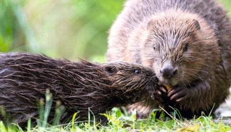 Laut Tierschützern ist der Schutz des Bibers unzureichend.