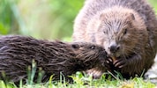 Laut Tierschützern ist der Schutz des Bibers unzureichend.