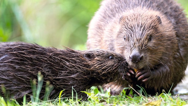 Laut Tierschützern ist der Schutz des Bibers unzureichend.