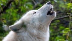 In Brandenburg (Deutschland) ist ein Mädchen von mindestens einem Polarwolf attackiert und ...